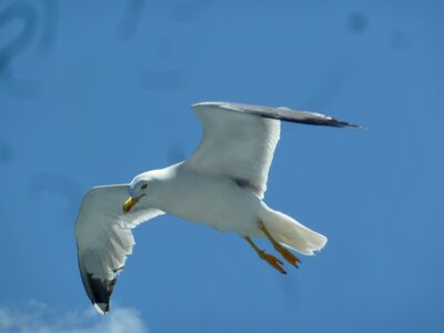 Seagull bird freedom photo
