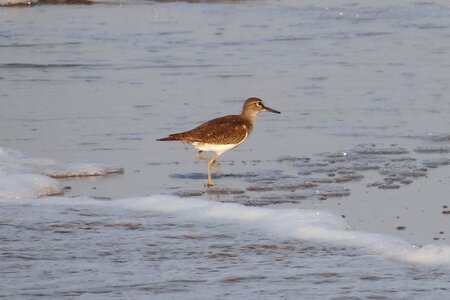 Wader karwar india