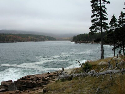 Trees forest pine trees photo