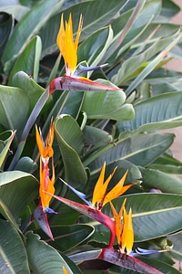 Blossom flower nature