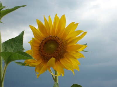 Blossom bloom plant