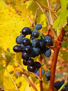 Vine cultivation wine