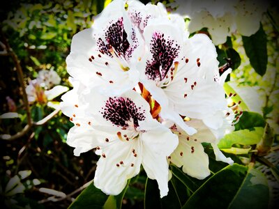 Bloom white spotted