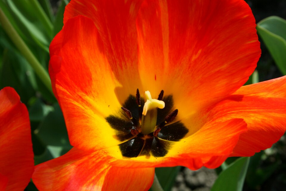 Plant spring holland