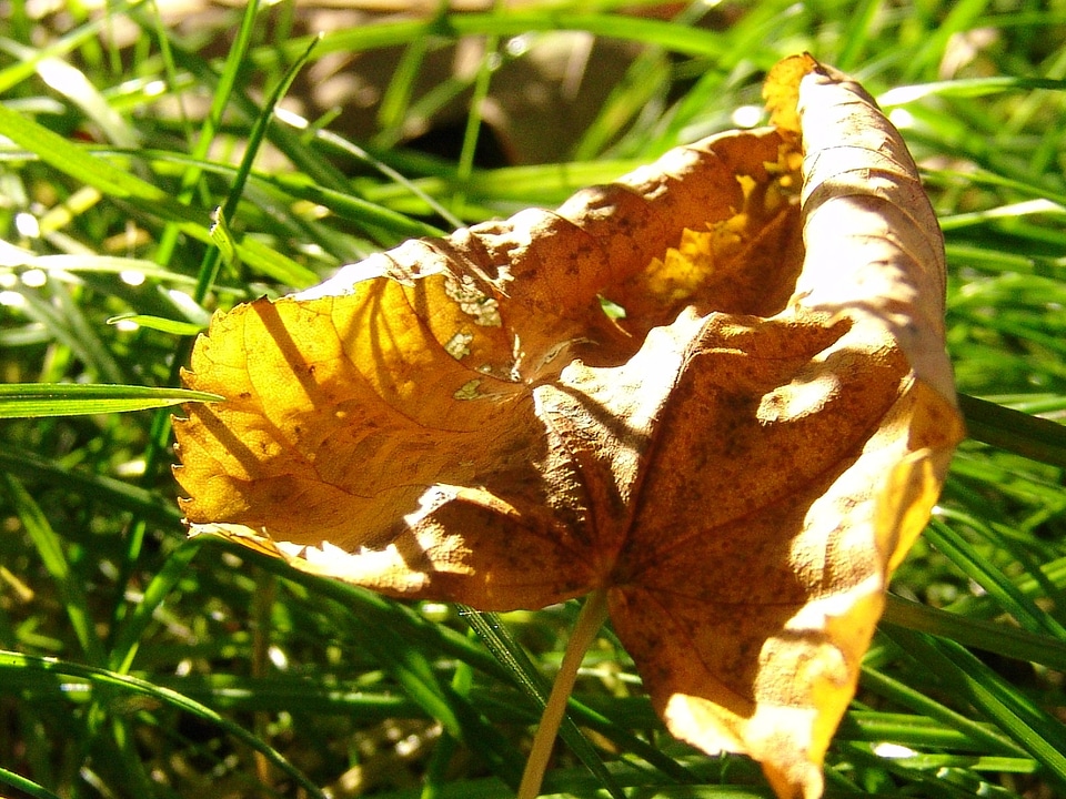 Withered forest autumn
