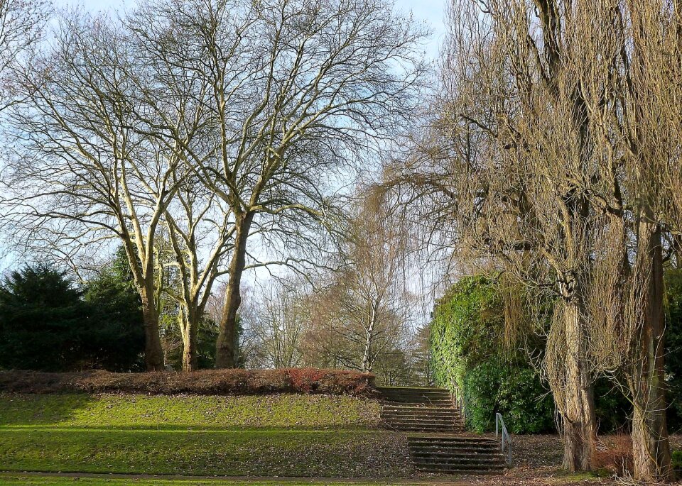 Trees winter leaves