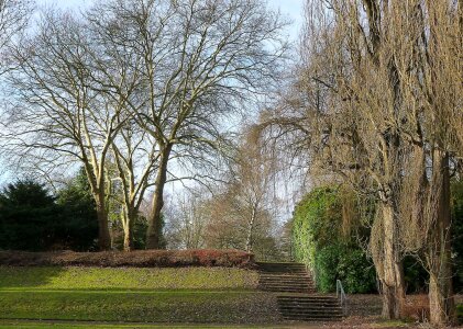 Trees winter leaves