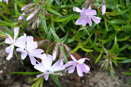 Rockplant garden perennial