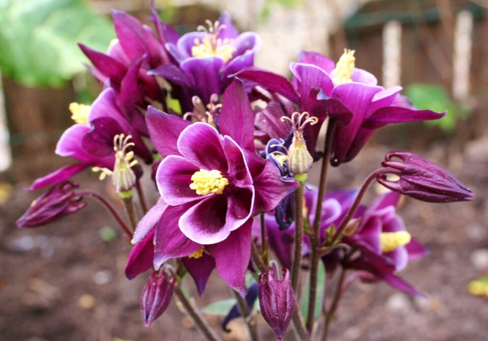 Akelei garden plant perennial