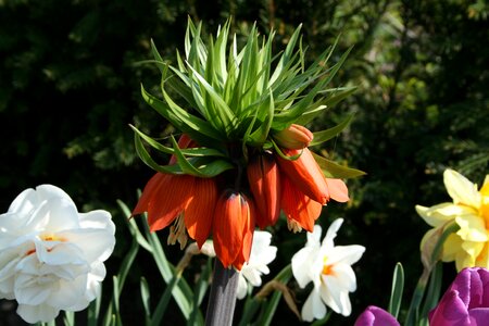 Imperial crown root vegetable garden plant