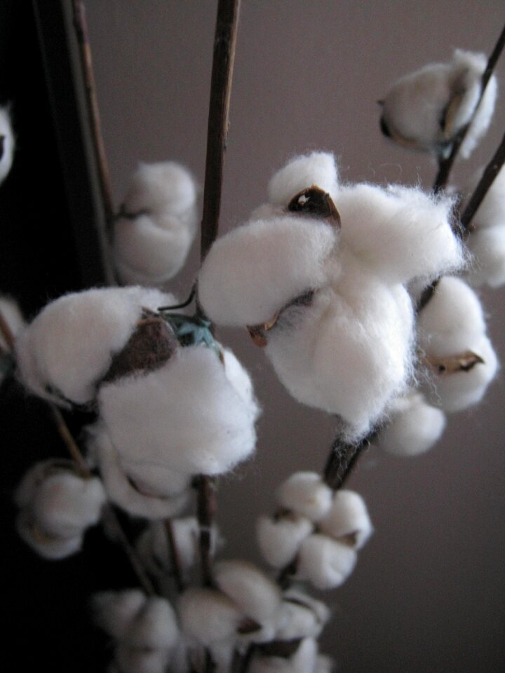 Plant white woolly
