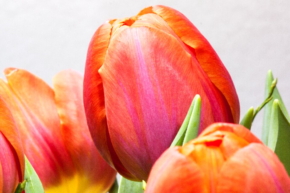 Nature flowers tulips