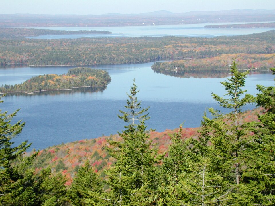 Pine trees woods water