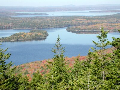 Pine trees woods water