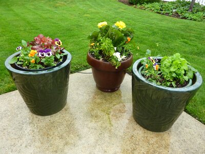 Potted containers garden photo