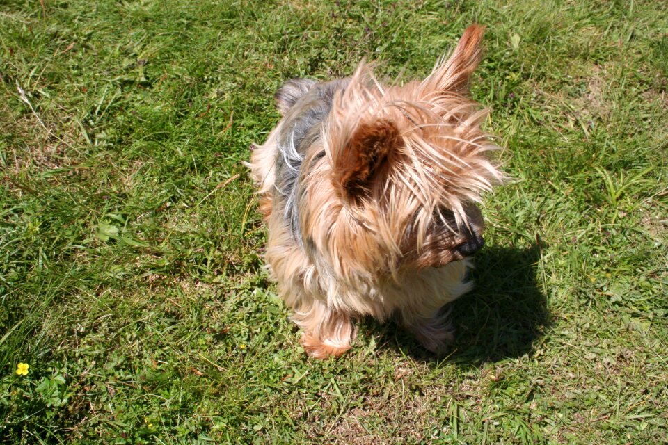 Dog yorkshire orpheus