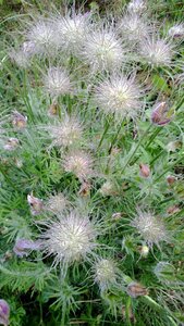 Pulsatilla grandis pulsatilla crop