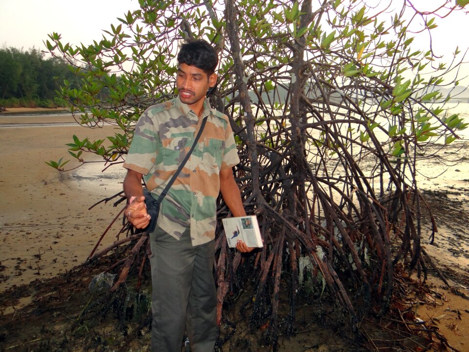 Swamp aerial roots karwar