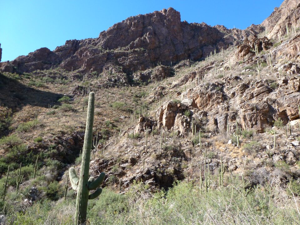 Nature desert cactus