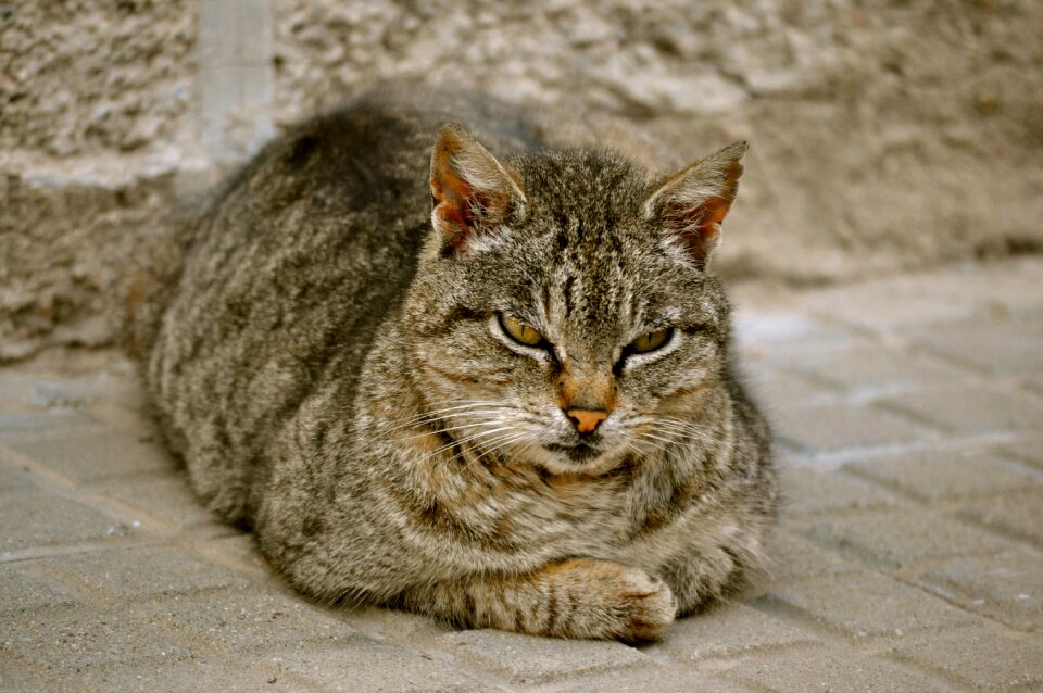 Cat feline animal