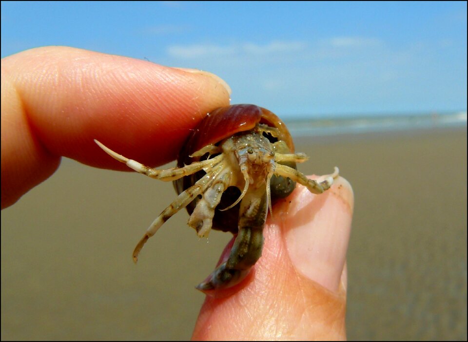 Pliers meeresbewohner water creature photo