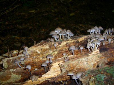 Grey tree stump morsch