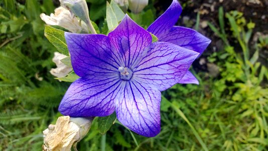 Gömbvirág blue plant photo