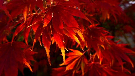 Leaves fall foliage red
