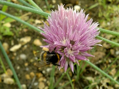 Flower onion bumblebee photo