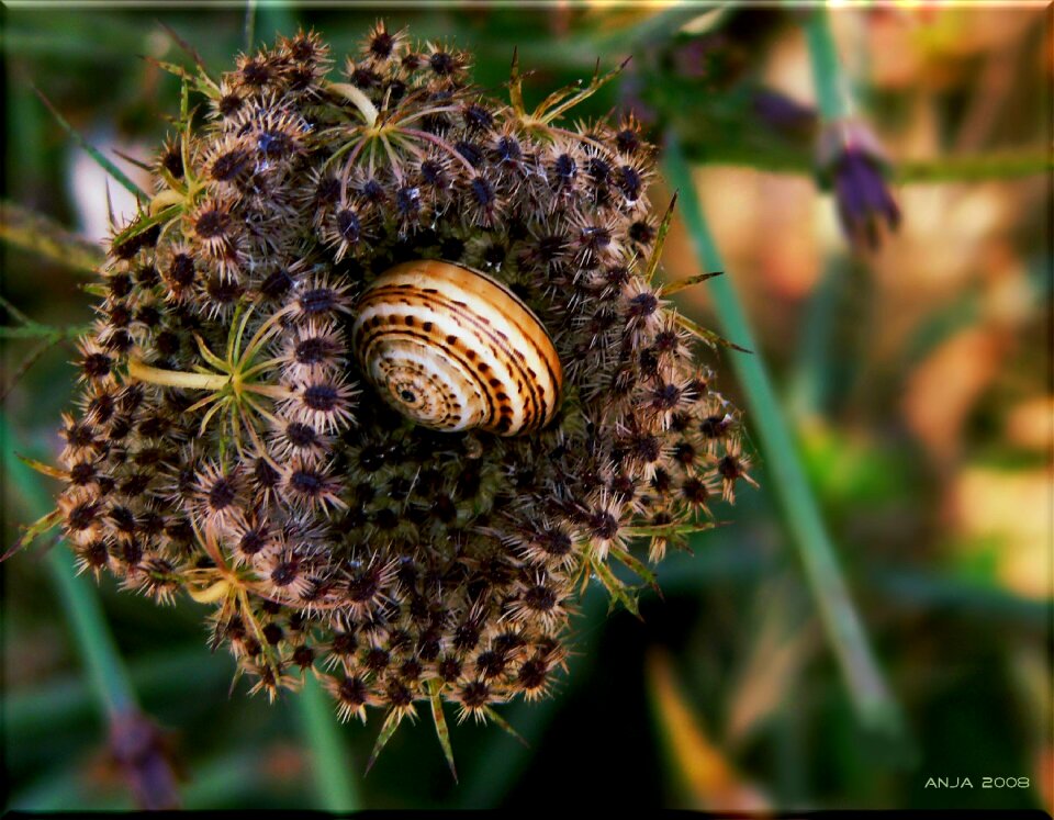 Snail shell animals mollusk
