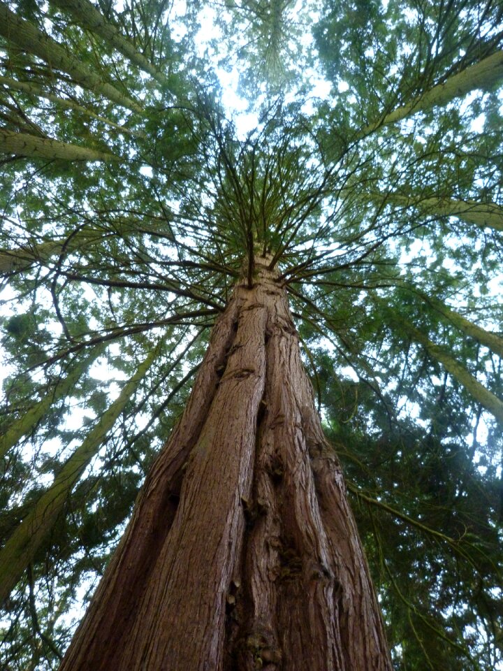 Flora tree nature