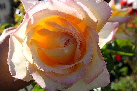 Close up macro blossom photo