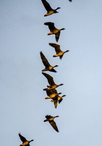 Geese migratory birds flying photo