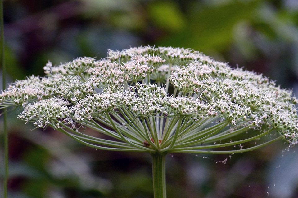 Cluster flora floral