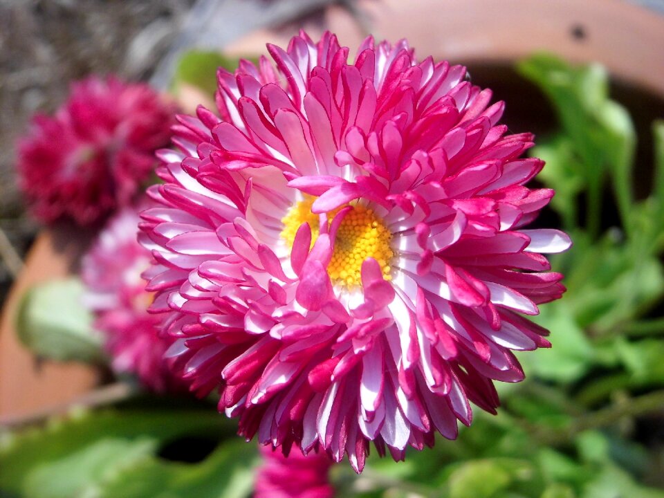 Flower bred daisy