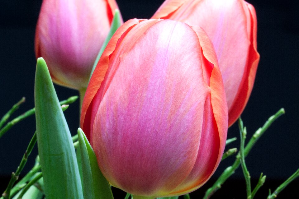 Nature flowers tulips