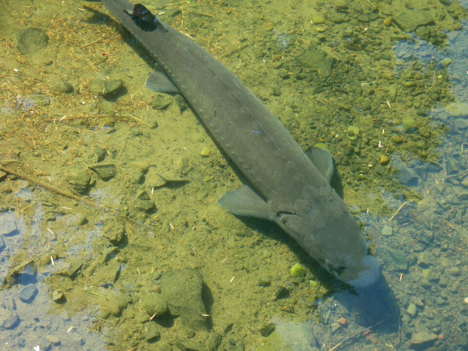 Big wildlife nature