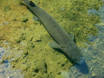 Big wildlife nature