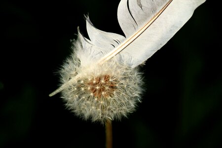 Close up seeds plant