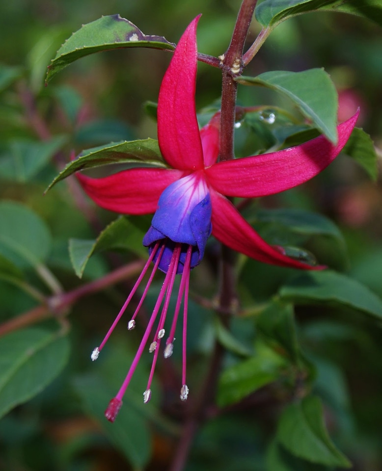 Purple small nature