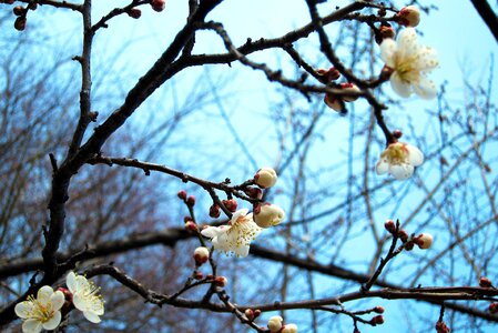 White bloom branch photo