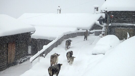 Switzerland cows almabtrieb photo