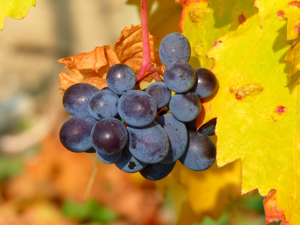 Vine cultivation wine