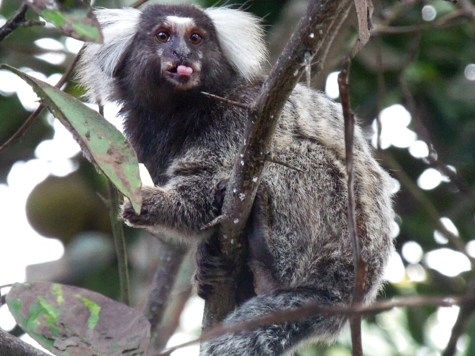 Language monkey rio tinto