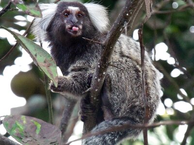 Language monkey rio tinto