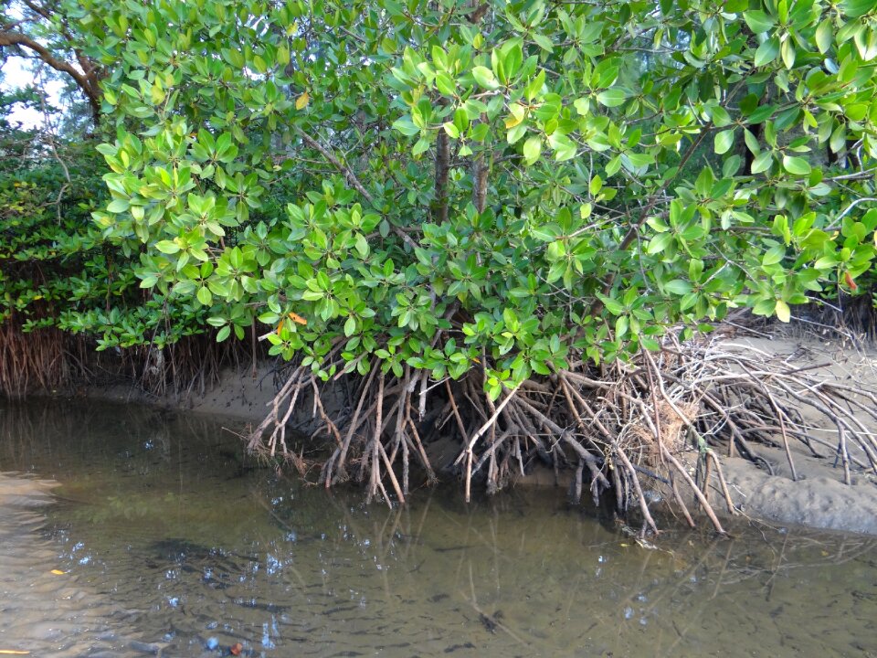 Aerial roots karwar india