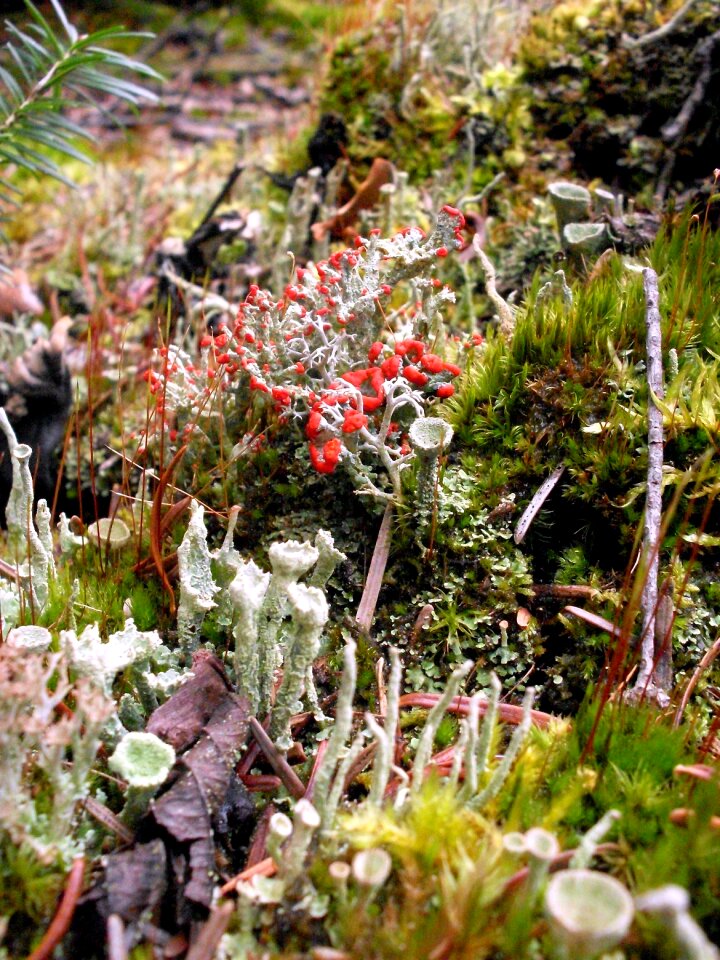 Lichen moss nature
