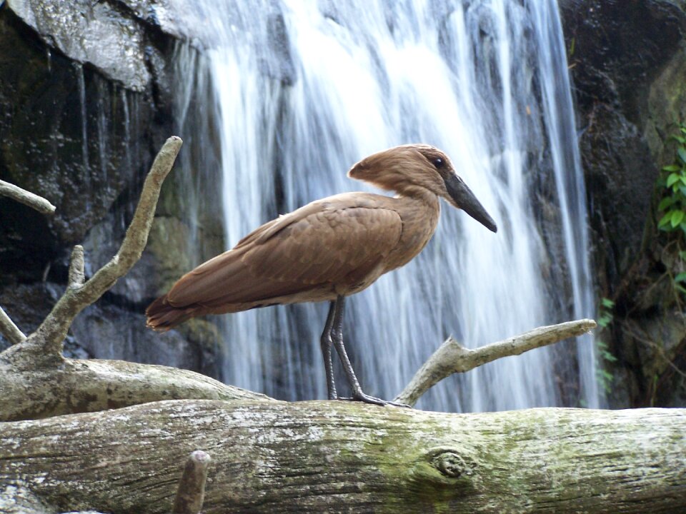Aviary waterfall nature