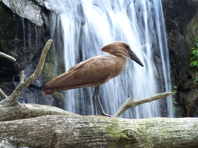 Aviary waterfall nature