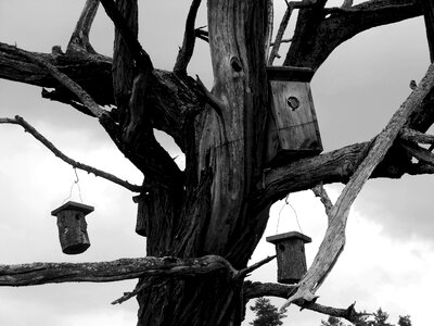 Dry wood dead tree odu